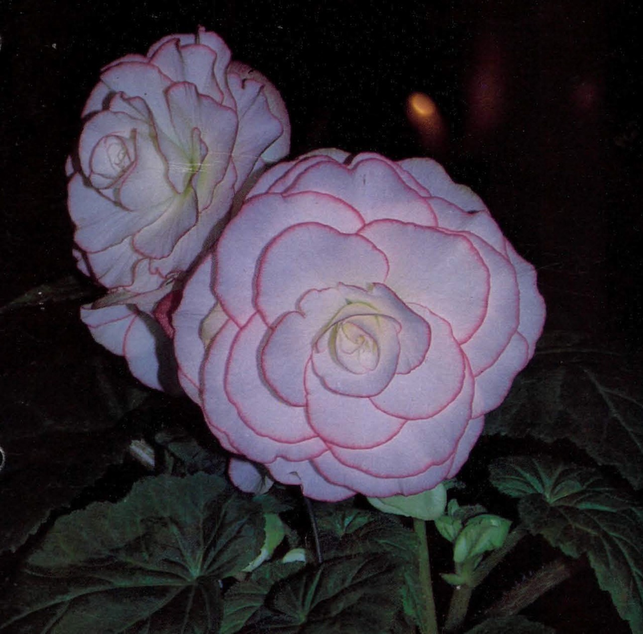 B. ‘Maurice Kane’